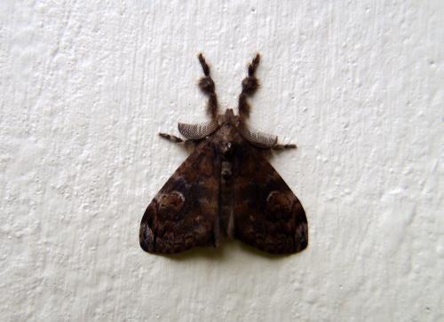 Orgyia postica