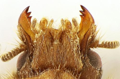 Réf. 81 380 : Heterocerus obsoletus