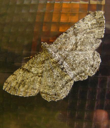 Peribatodes rhomboidaria