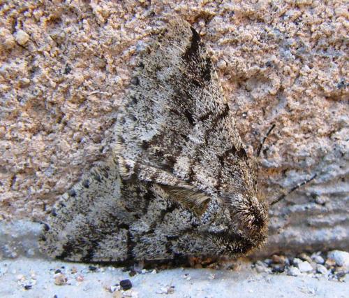 Réf. 81 396 : Lycia hirtaria