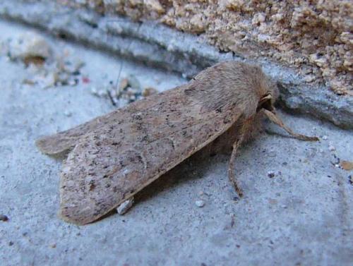 Réf. 81 940 : Orthosia sp.