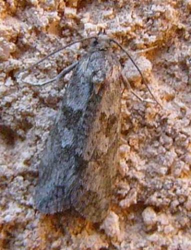 Cnephasia sp.