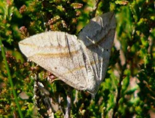 Réf. 81 378 : Scotopteryx sp.