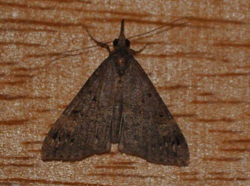 Hypena obsitalis