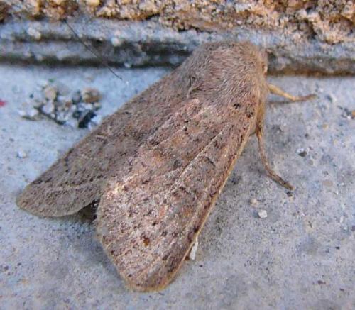 Réf. 81 922 : Orthosia sp.