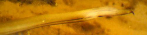 Trogulus nepaeformis