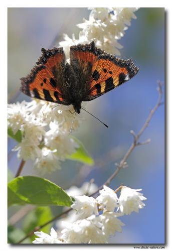 Aglais urticae
