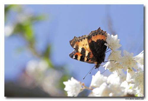 Aglais urticae