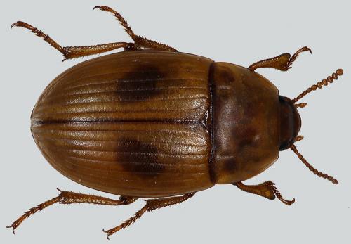 Réf. 81 223 : Phaleria bimaculata bimaculata