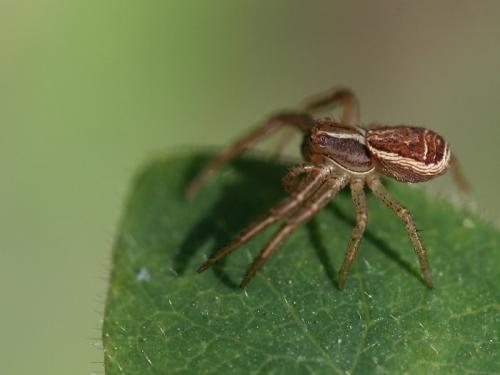 Xysticus ulmi