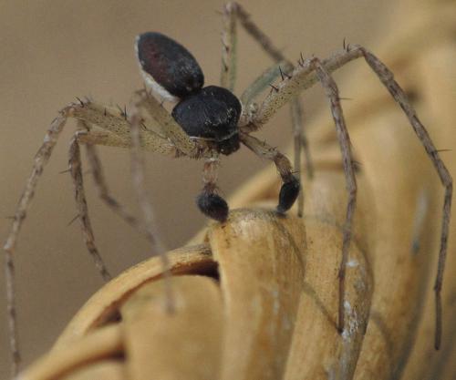 Philodromus dispar