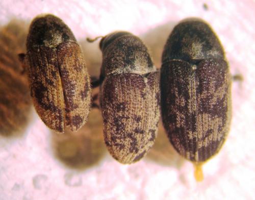 Hylesinus varius