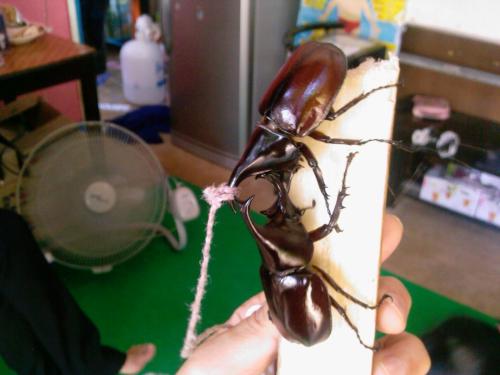 Xylotrupes gideon