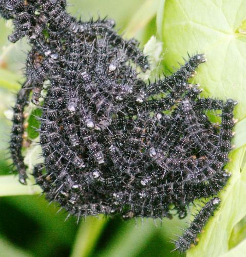 Aglais io