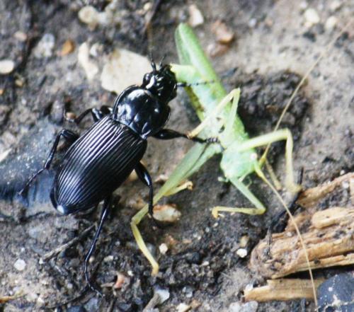 Réf. 81 320 : Pterostichus melanarius