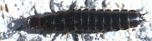Carabus sp.