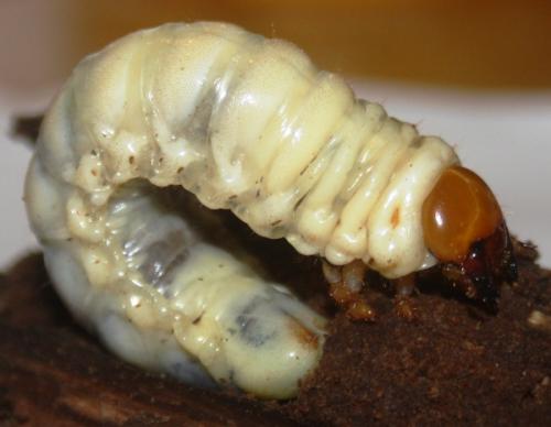Lucanus cervus