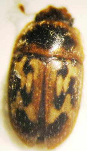 Réf. 81 644 : Cryptarcha undata