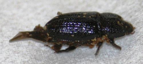 Réf. 81 319 : Sinodendron cylindricum