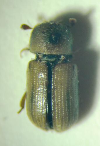 Réf. 81 692 : Trypodendron sp.