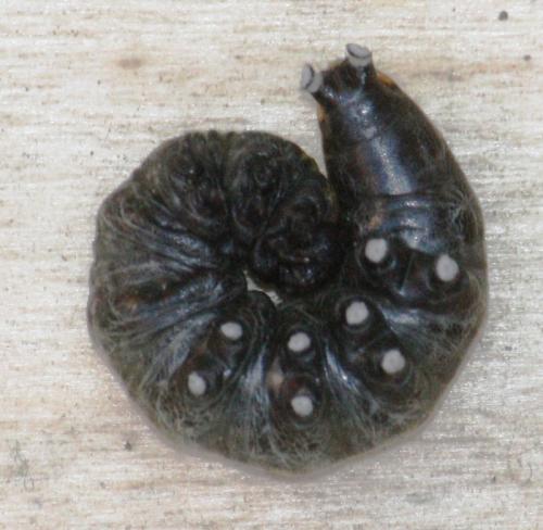 Cucullia umbratica