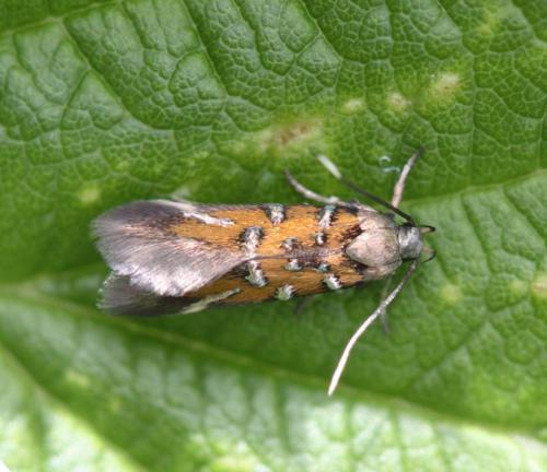 Pancalia leuwenhoekella