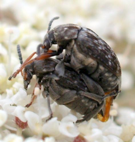 Réf. 81 710 : Bruchus rufimanus
