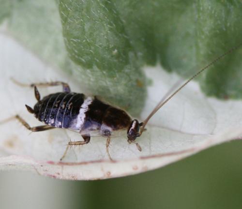Planuncus vinzi