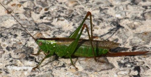 Réf. 81 531 : Conocephalus fuscus