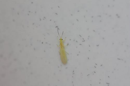 Xanthoperla apicalis