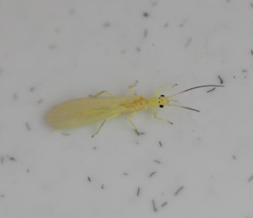 Xanthoperla apicalis