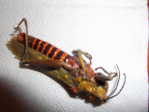 Aularches miliaris