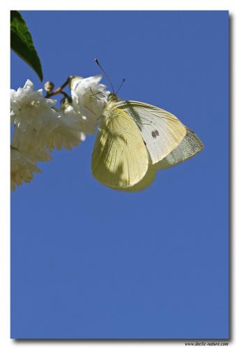 Réf. 81 031 : Pieris rapae
