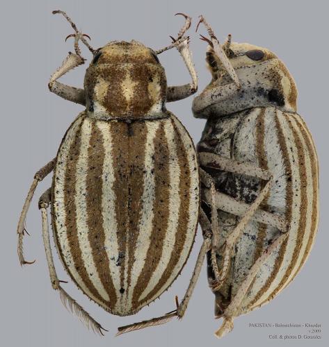 Réf. 81 217 : Earophanta sp.