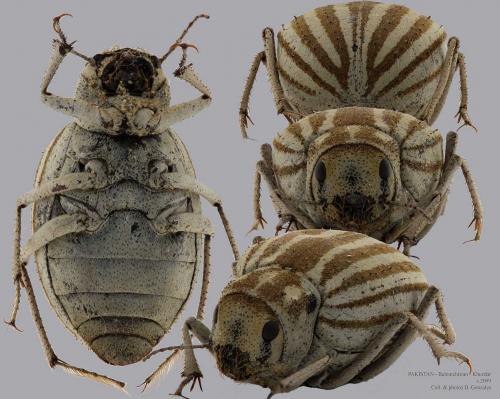 Réf. 81 218 : Earophanta sp.