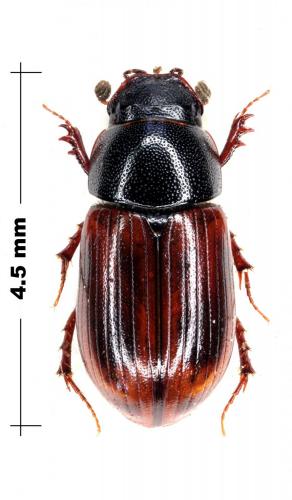 Réf. 81 858 : Planolinus fasciatus