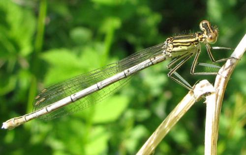 Platycnemis pennipes