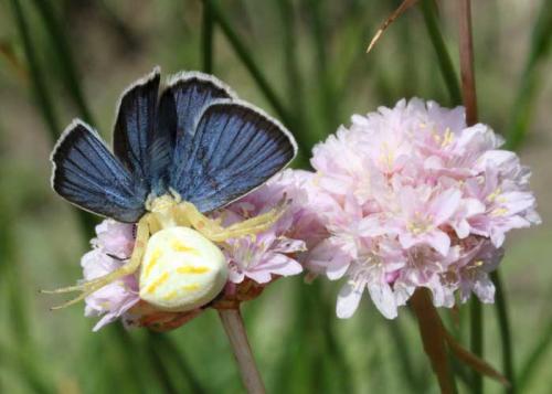 Thomisus onustus