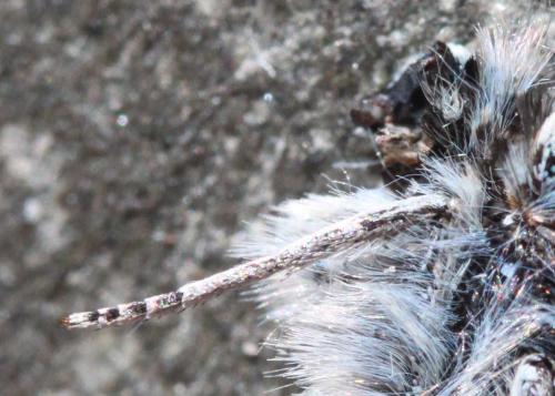 Réf. 81 080 : Plebejus idas