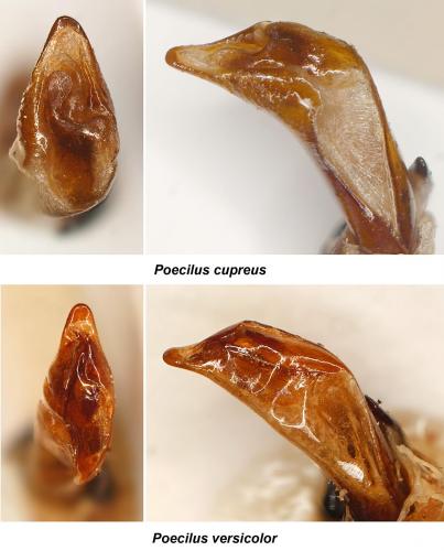 Poecilus divers