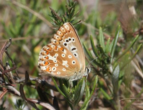 Polyommatus coridon