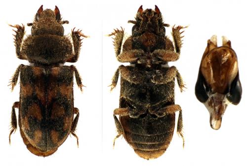 Heterocerus aragonicus
