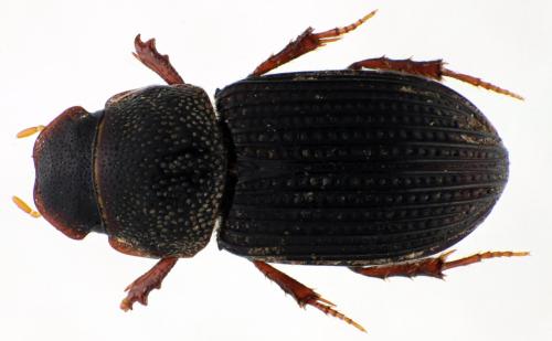 Réf. 81 805 : Oxyomus sylvestris