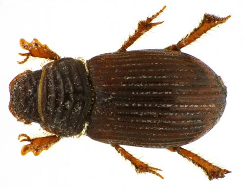Réf. 81 787 : Psammodius pierottii
