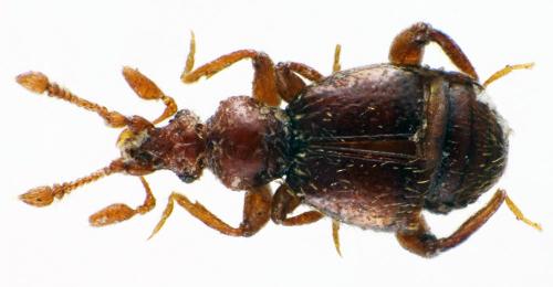 Bryaxis asturiensis