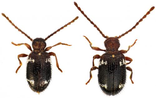 Réf. 81 067 : Ptinus aubei