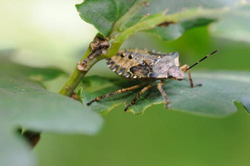 Pentatoma rufipes