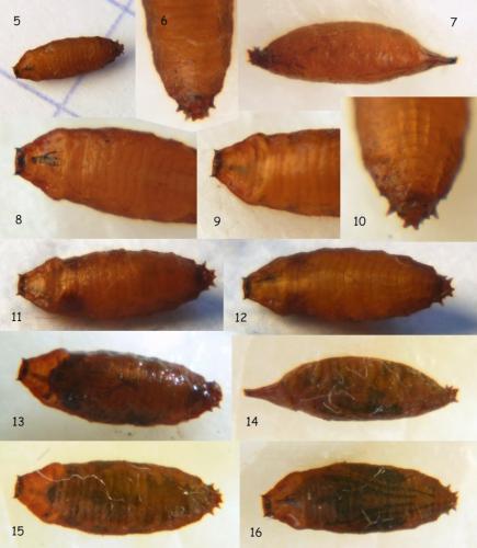 Réf. 81 755 : Calliopum aeneum