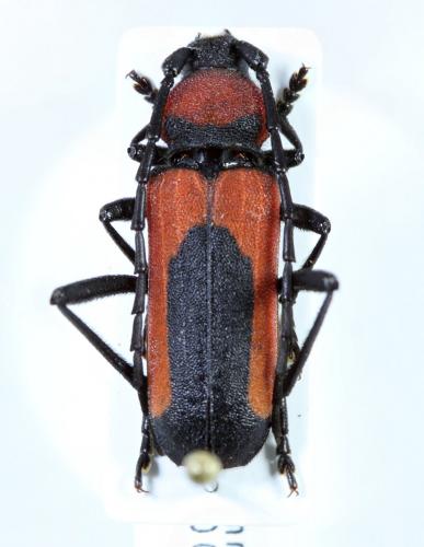 Purpuricenus cornifrons