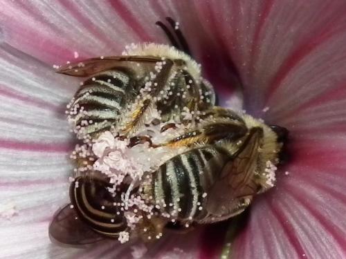 Réf. 81 628 : Tetralonia malvae
